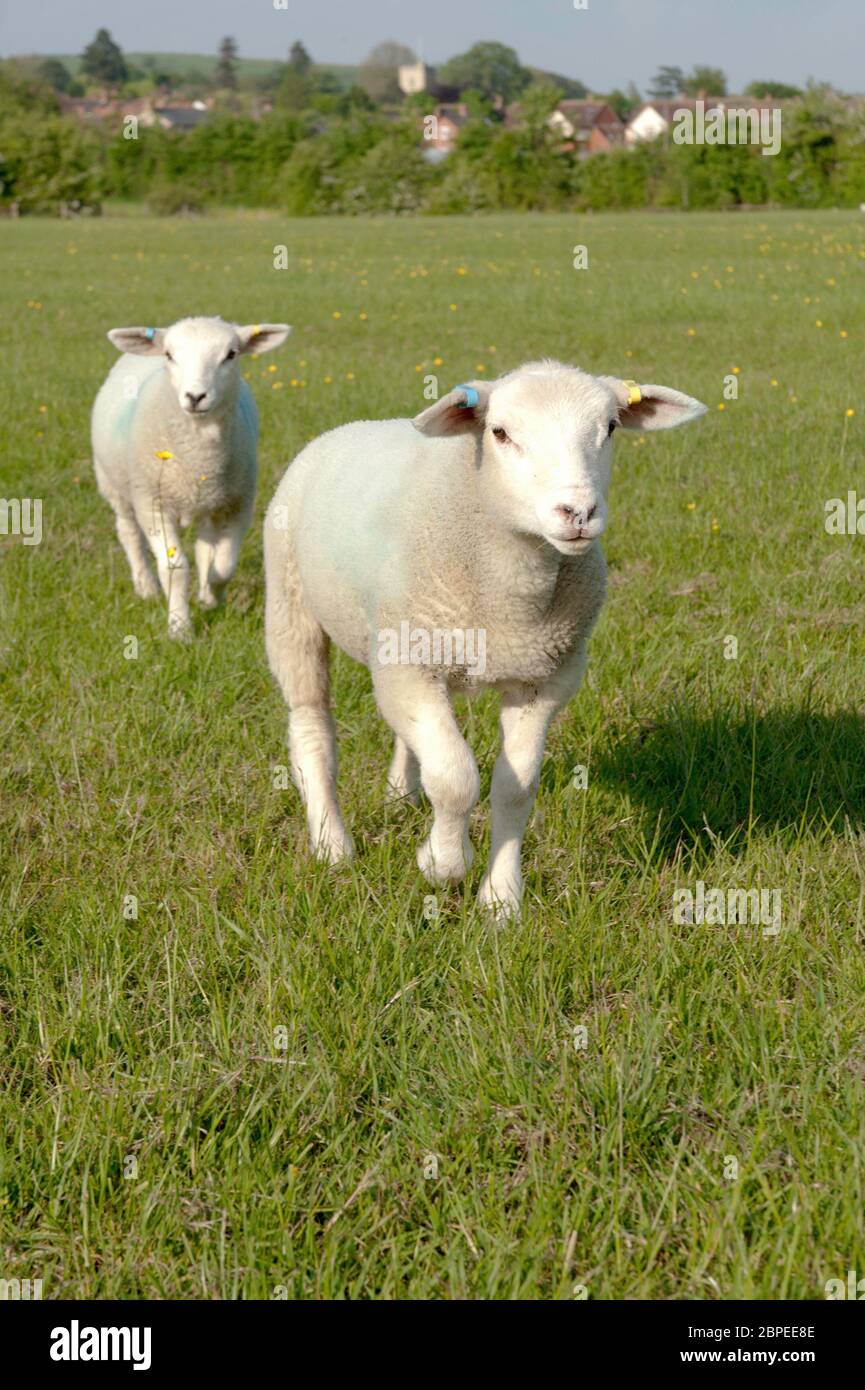 Zwei Schafe laufen in einer grasbewachsenen Feilde zur Kamera Stockfoto