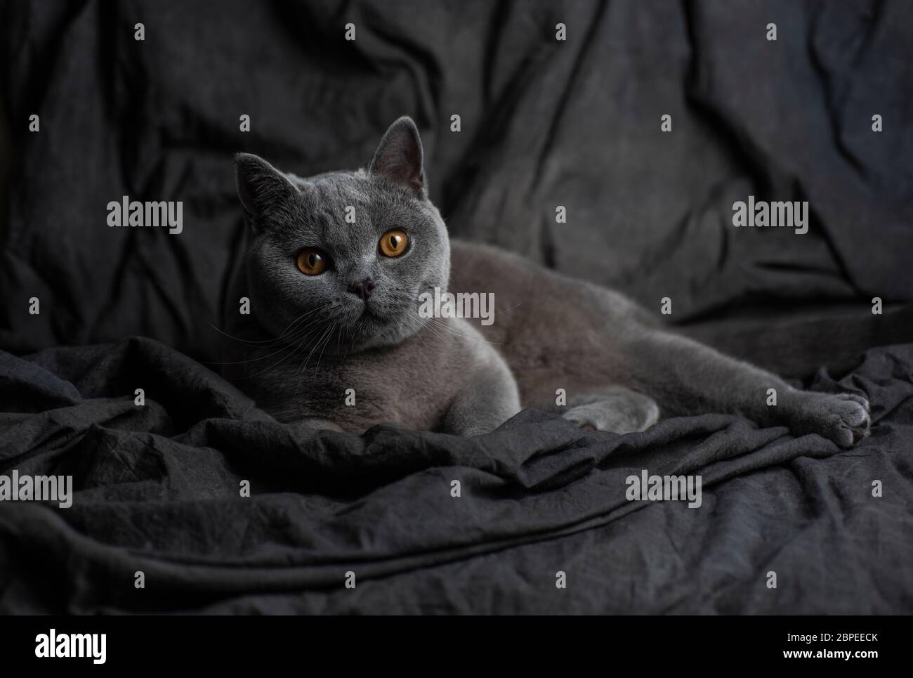 Schöne graue Katze über einem dunklen Hintergrund Stockfoto