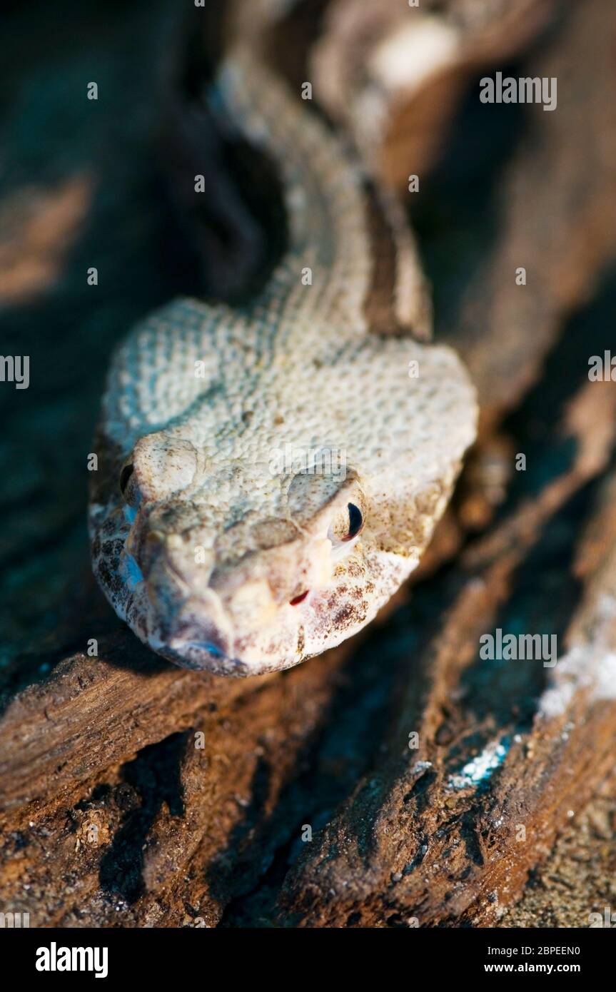 Frontale Kopfansicht einer Schwarzschwanz Waldklopperschlange (Crotalus horridus atricaudatus) Stockfoto