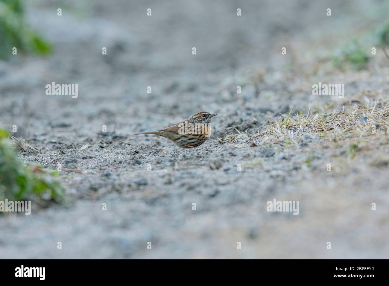 Rodbreasted akzentuor, Prunella strophiata, Wolong, Arunachal Pradesh, Indien Stockfoto