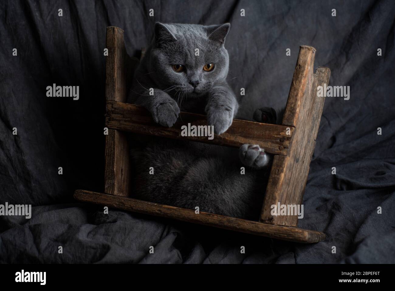 Schöne graue Katze über einem dunklen Hintergrund Stockfoto