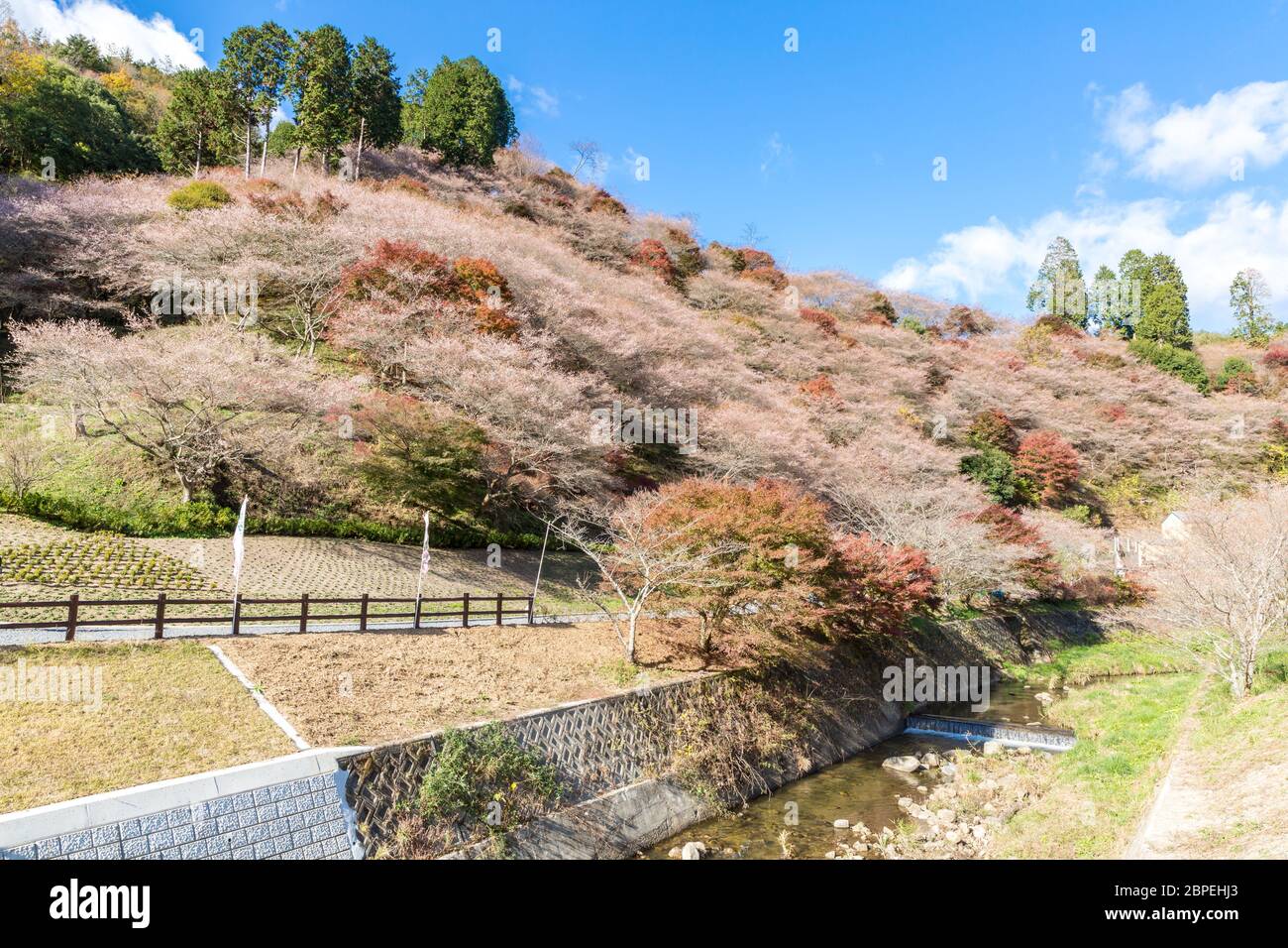 Nagoya, Obara. Herbst Landschaft mit Sakura Blossom. Shikizakura Art von Sakura blüht einmal im Frühjahr und einmal im Herbst. Stockfoto