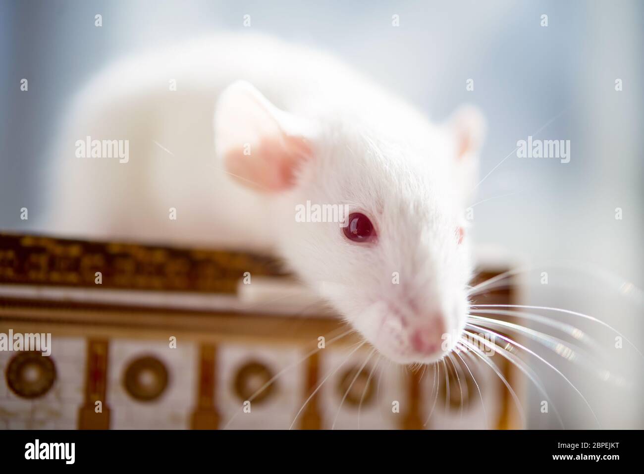 Weiße Ratte mit roten Augen. Nahaufnahme weiches Foto Stockfoto