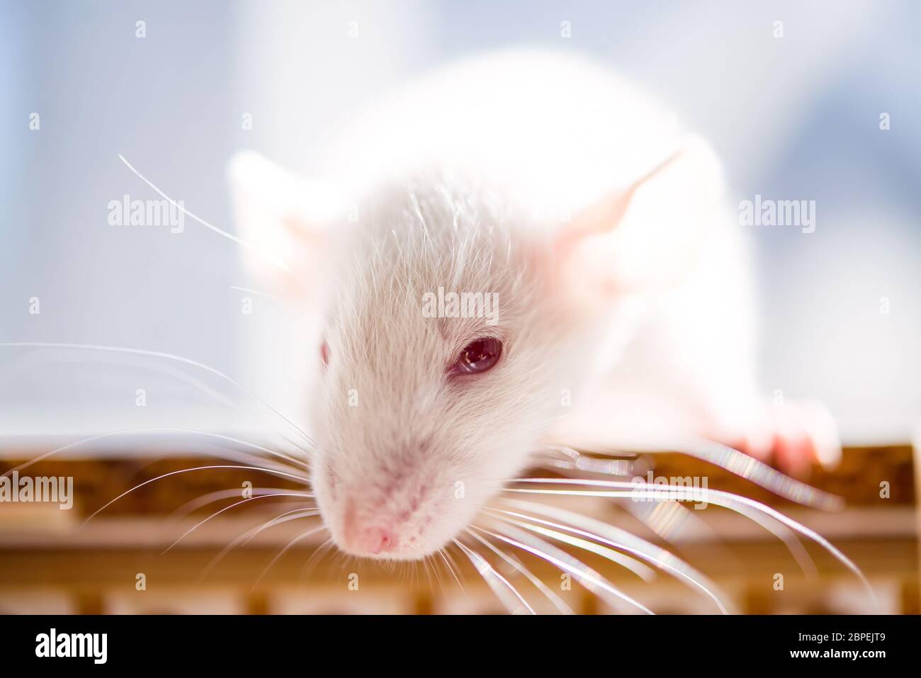 Weiße Ratte mit roten Augen. Nahaufnahme weiches Foto Stockfoto