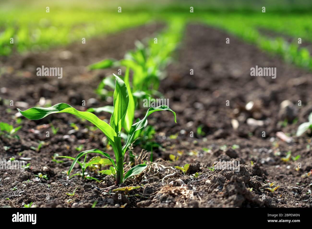 Kleine wachsende Maispflanze in den Reihen mit Sonnenschein aus der Nähe Stockfoto