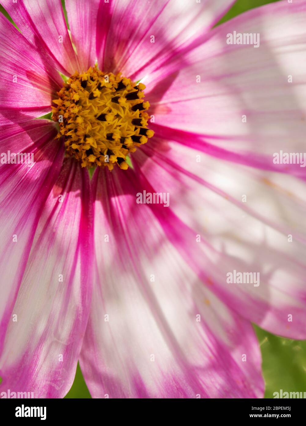 Sommer floral background. Selektiver Fokus in der Blume Rosa cosmos Flower isoliert auf Grün. Stockfoto