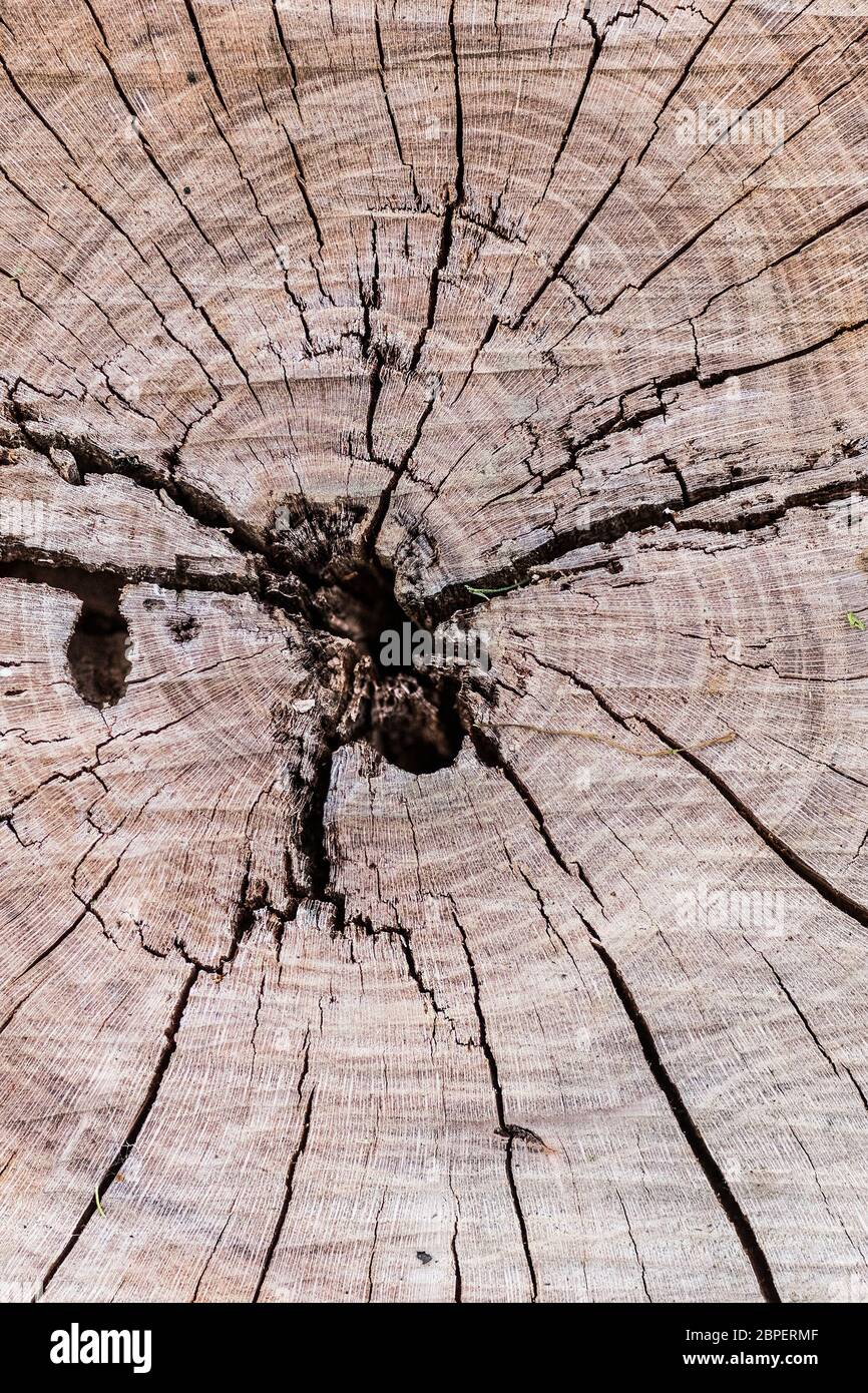 Die konzentrischen Alterringe eines gesägten Cedar Cedrus Baumstammes. Stockfoto