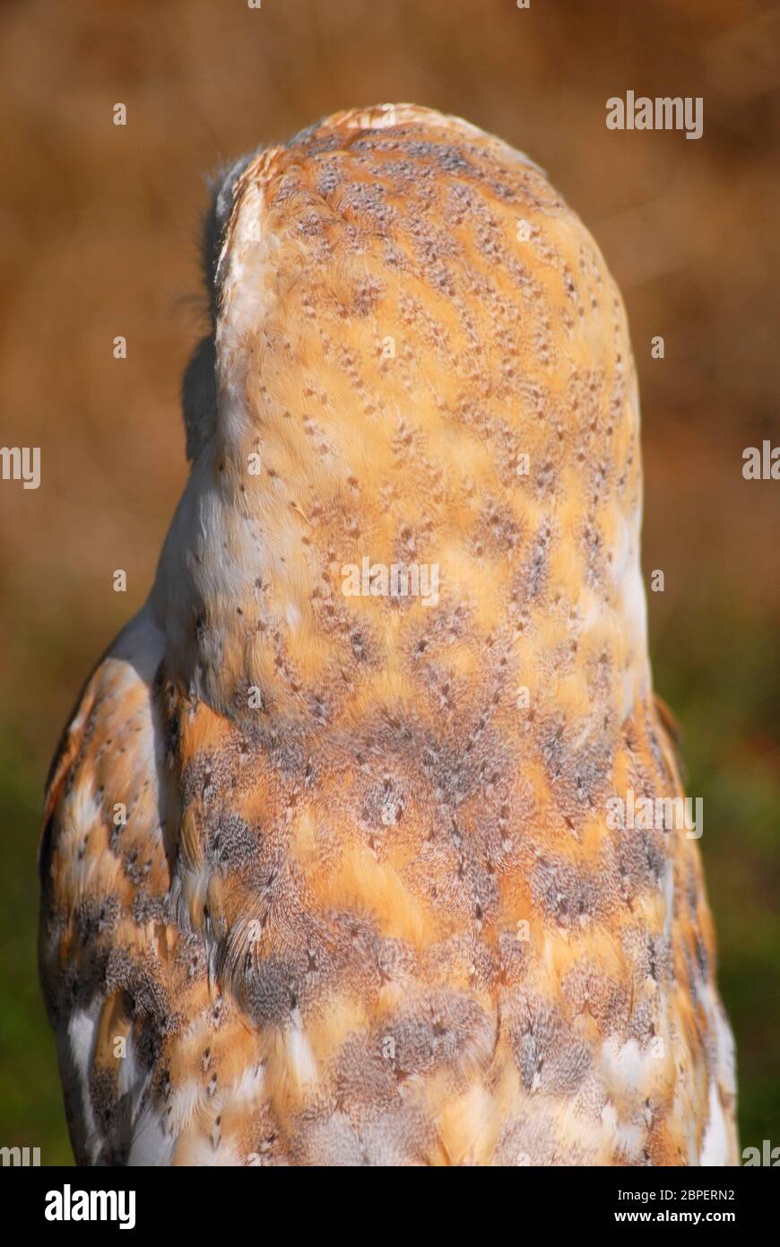 Rückseite der Barn Eule (Tyto Alba), zeigt markante Feder Muster Stockfoto
