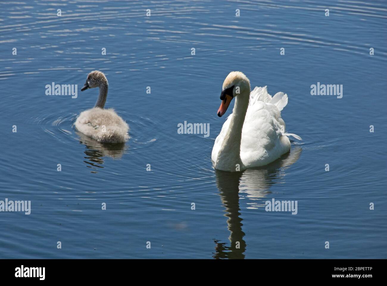 Stummer Schwan mit Zygnet auf See Stockfoto