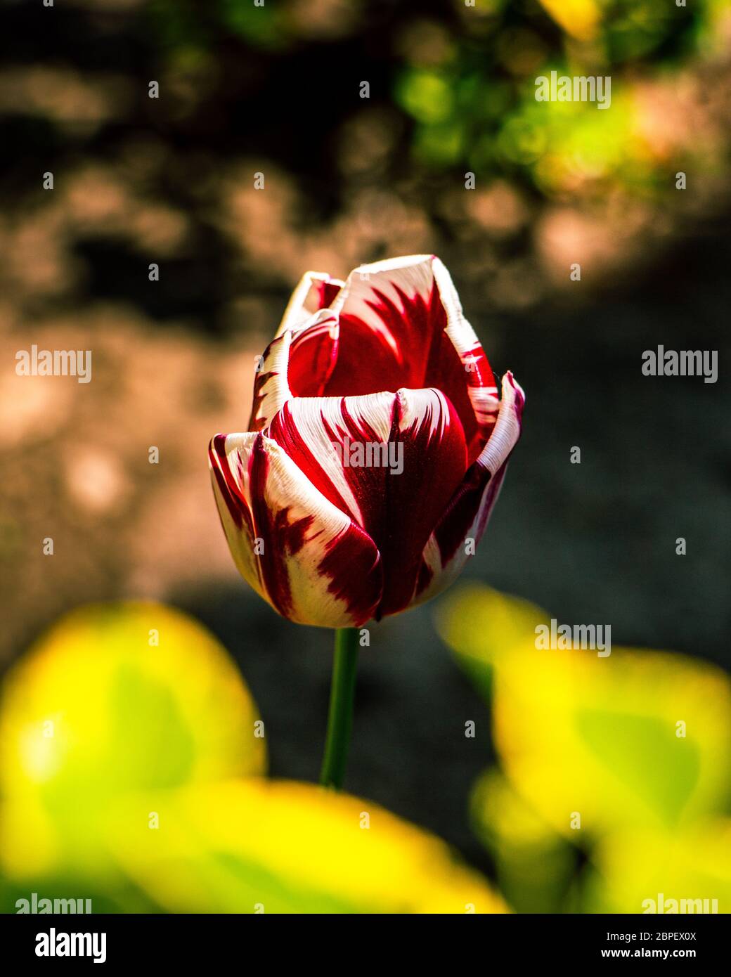 Rote weiße Tulpe auf frischen grünen Hintergrund Stockfoto