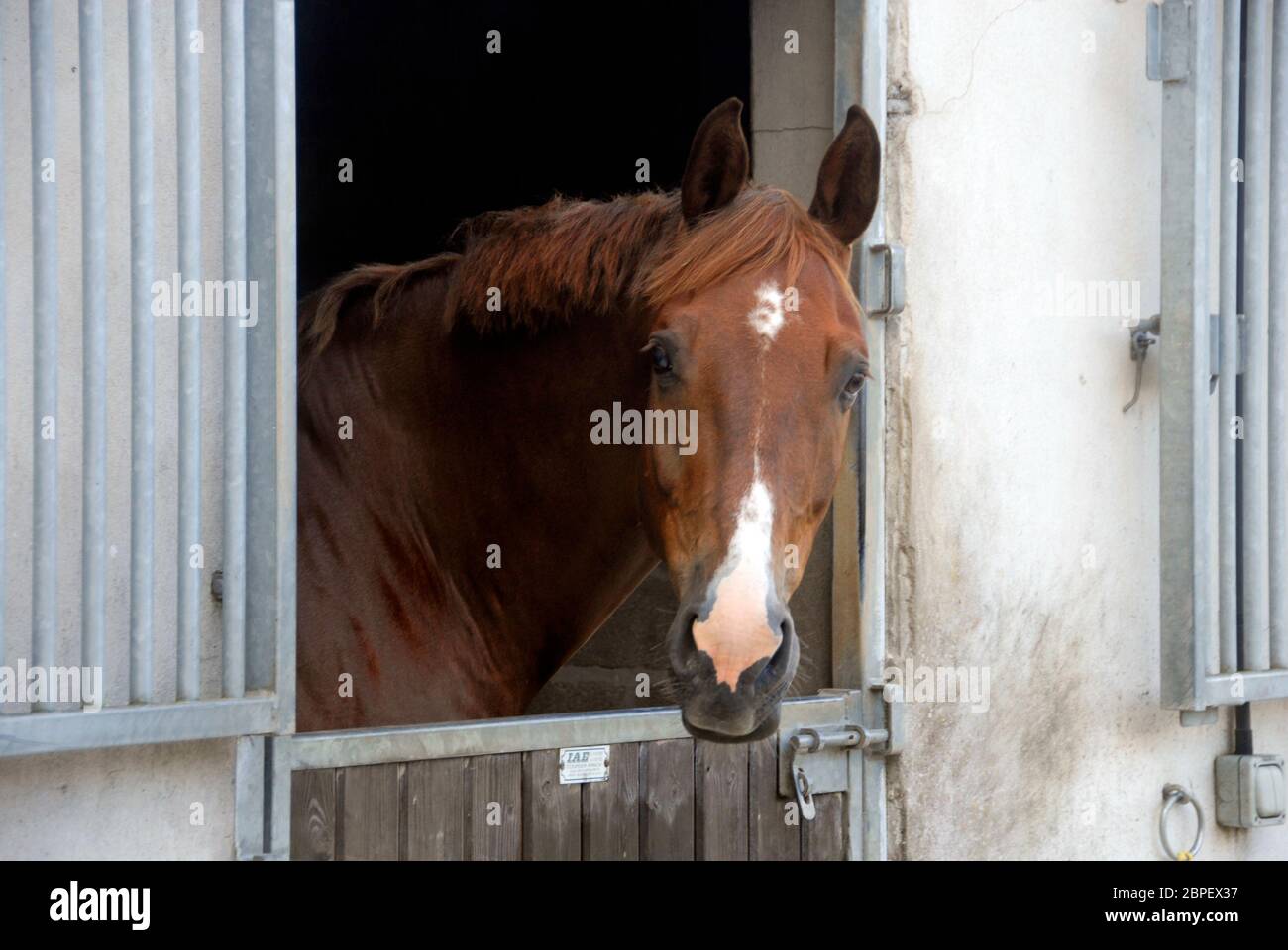Braunes Pferd, mit weißem Blitz an der Nase, in Stall eingeschlossen, mit Kopf, der über Stalltür hinaus schaut Stockfoto