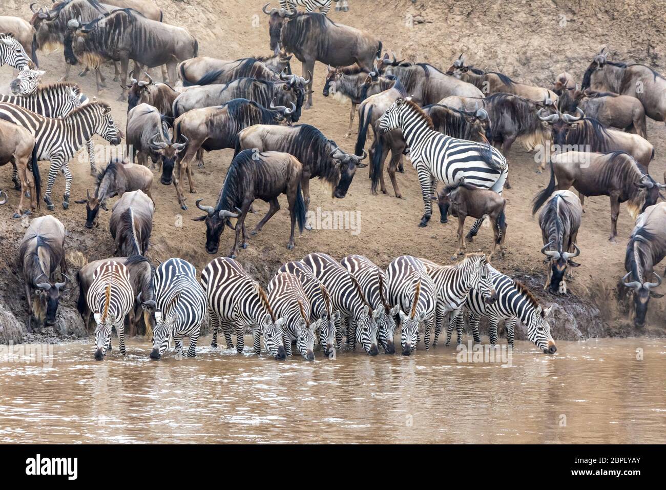 Eine Reihe Zebras, equus quagga, trinkend vom Ufer des Mara Flusses. Widldebeest sammeln sich hinter in Vorbereitung, um den Fluss während der Annua zu überqueren Stockfoto
