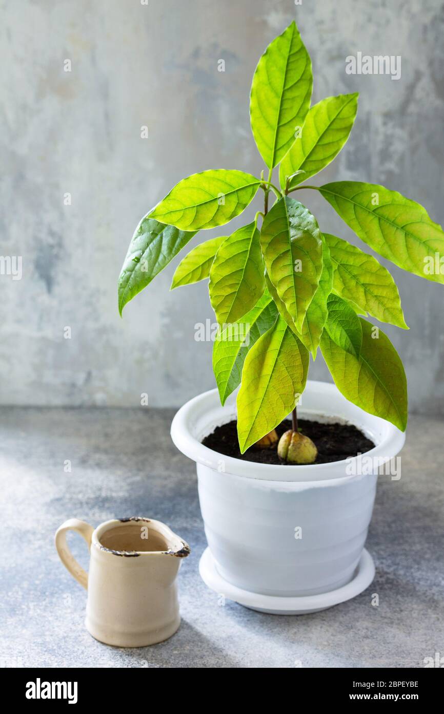 Avocado Baum gewachsene Huser, Zimmerpflanzen, tropische Zimmerpflanzen  Pflege Stockfotografie - Alamy