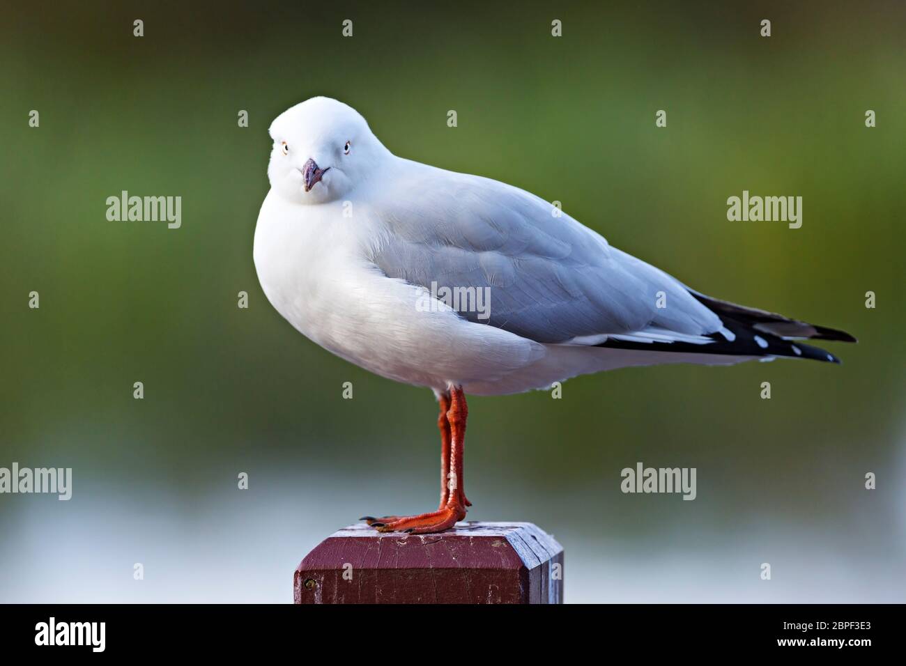 Vögel / Australische Silbermöwe in Ballarat Victoria Australien. Stockfoto