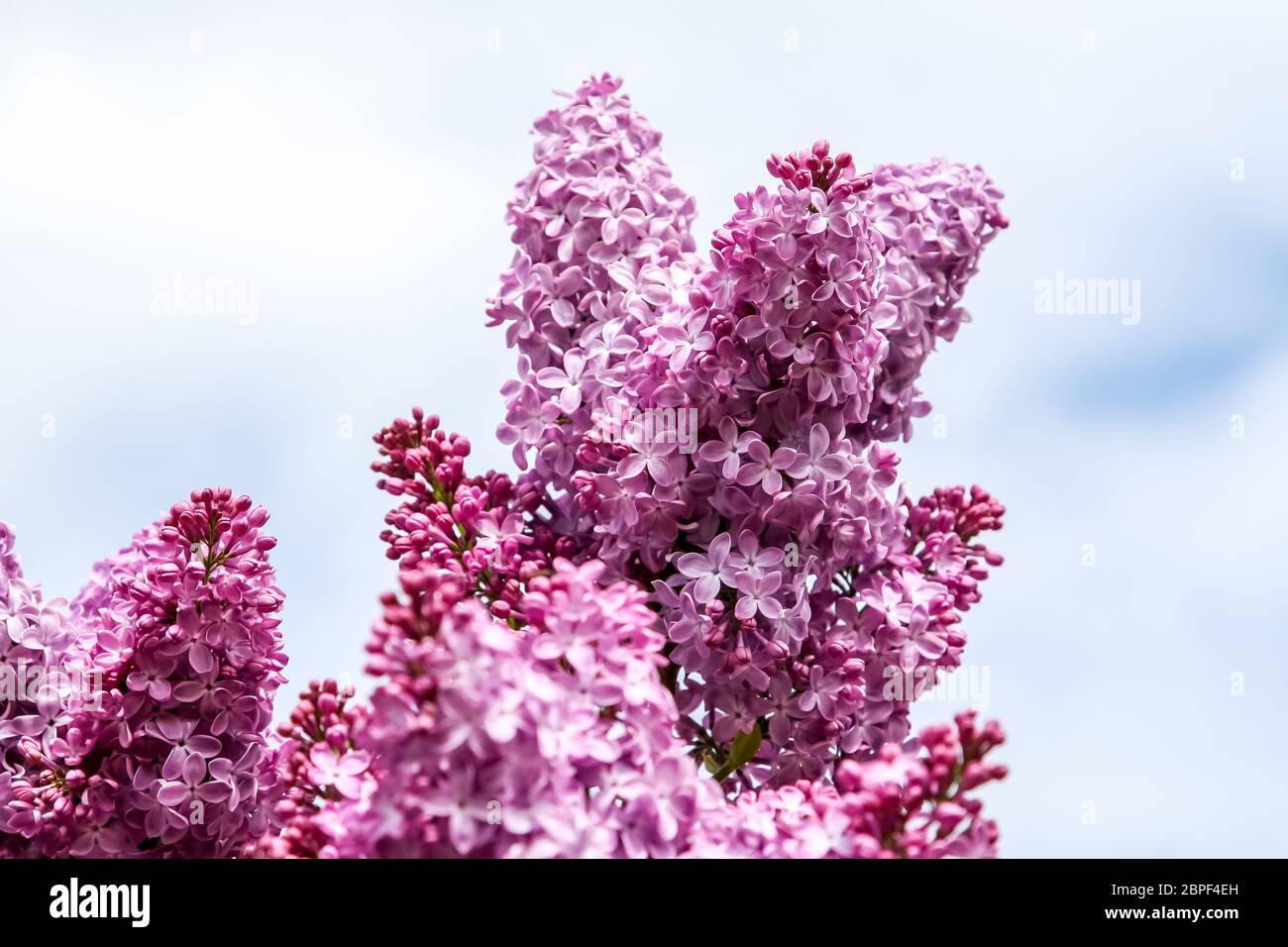 Blühender Fliederbusch im Frühling. Blüte lila Blüten. Blühenden Fliederbusch in Lettland. Blühende rosa lila Blumen im Frühling Saison auf backgrou Stockfoto