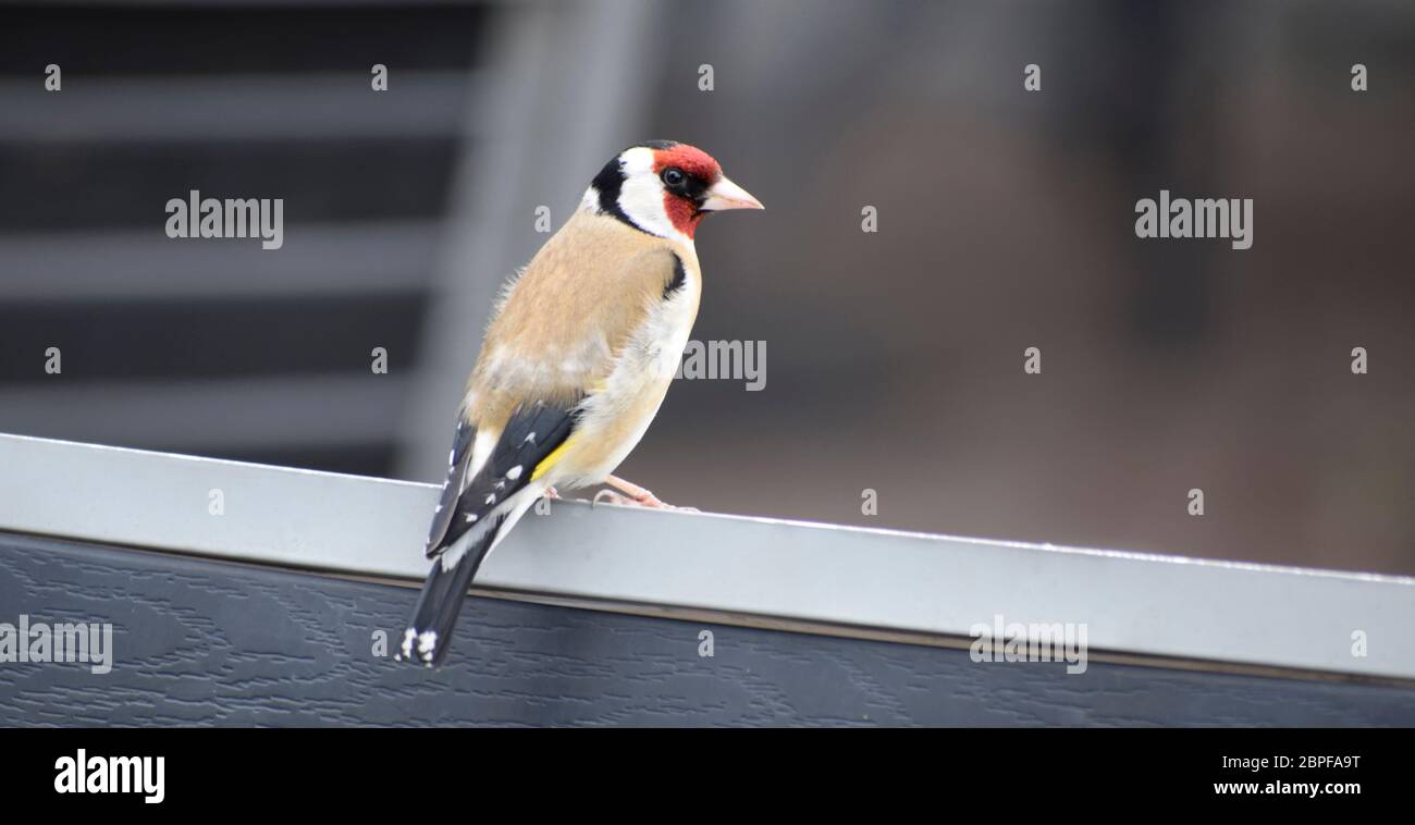Goldfinch auf einer Bank, Cornwall, Großbritannien Stockfoto