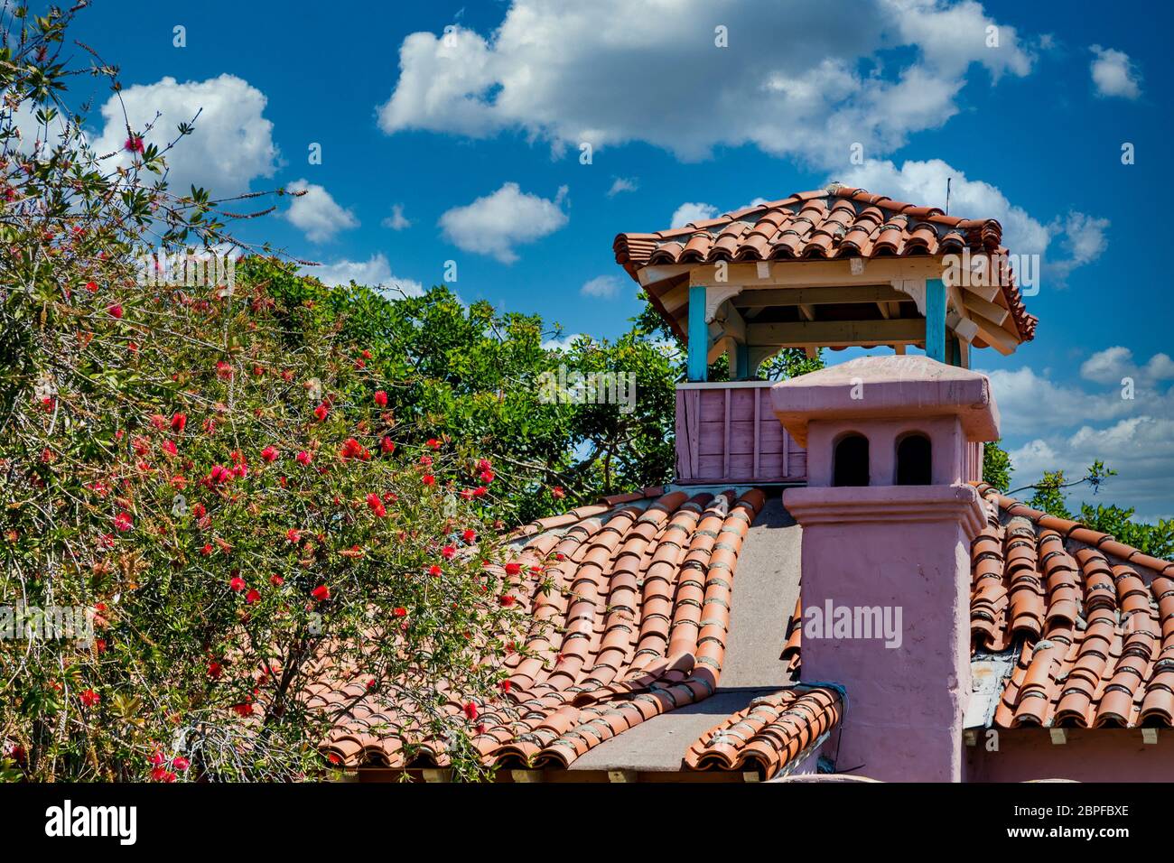 Mimosa Tree by Tile Roofted Cupola Stockfoto