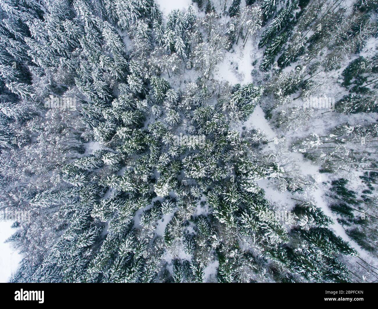 Schneebäume in Somport, Huesca, Spanien Stockfoto
