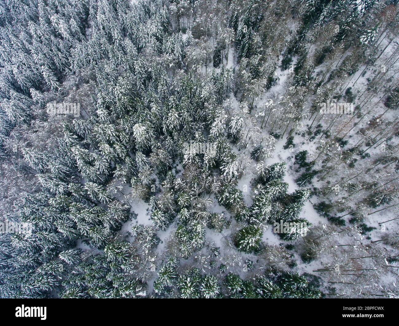 Schneebäume in Somport, Huesca, Spanien Stockfoto