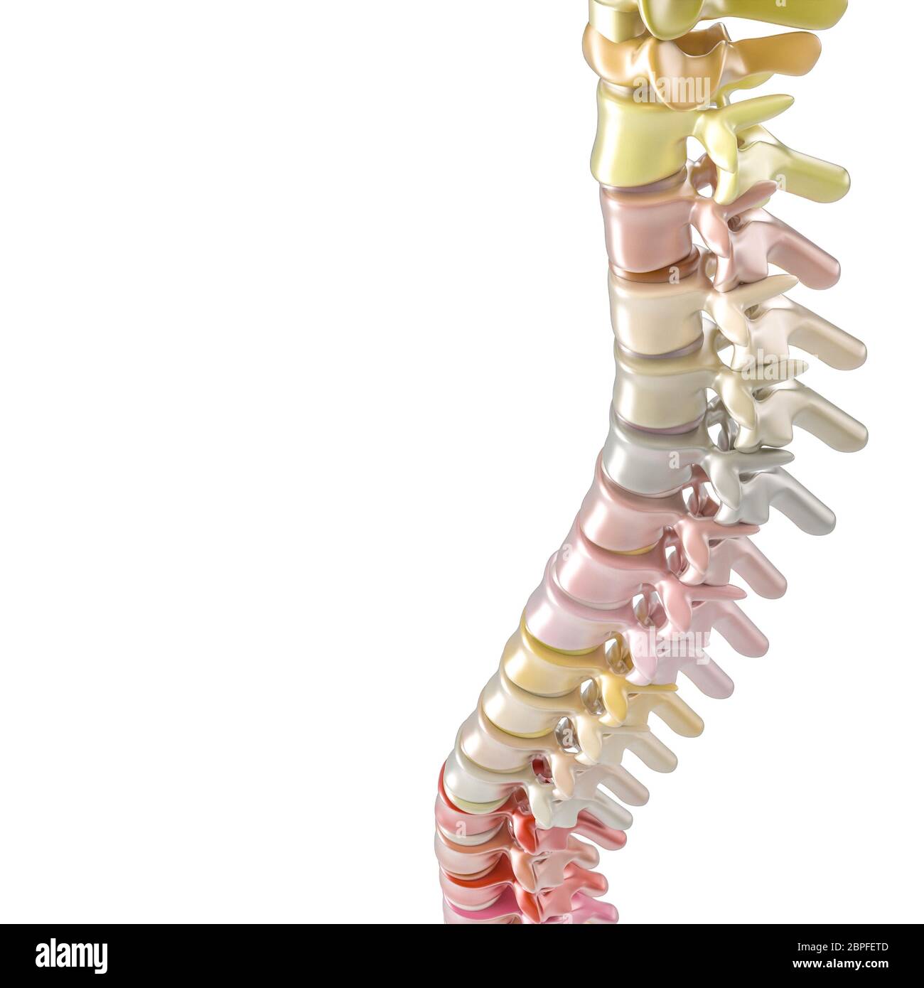 Wirbelsäule in verschiedenen Farben auf weißem Hintergrund. 3d-Rendering. Konzept der Gesundheit und Rückenprobleme. Niemand um. Stockfoto