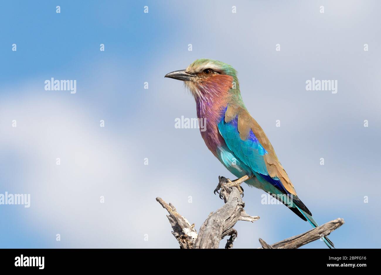 Schönen farbigen Vogel lila-brested Roller, Coracias caudata, Moremi Game Reserve, Botswana Safari und Wildlife. Stockfoto