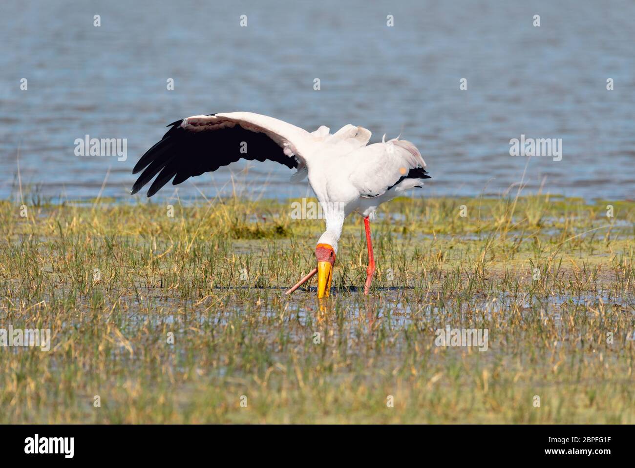 Big Bird Yellow-billed Stork (mycteria Ibis) Blickfang Essen im Okavango zu langen Schnabel in natiral Lebensraum Moremi Game Reserve in Botswana Sumpf, Afrika wild Stockfoto