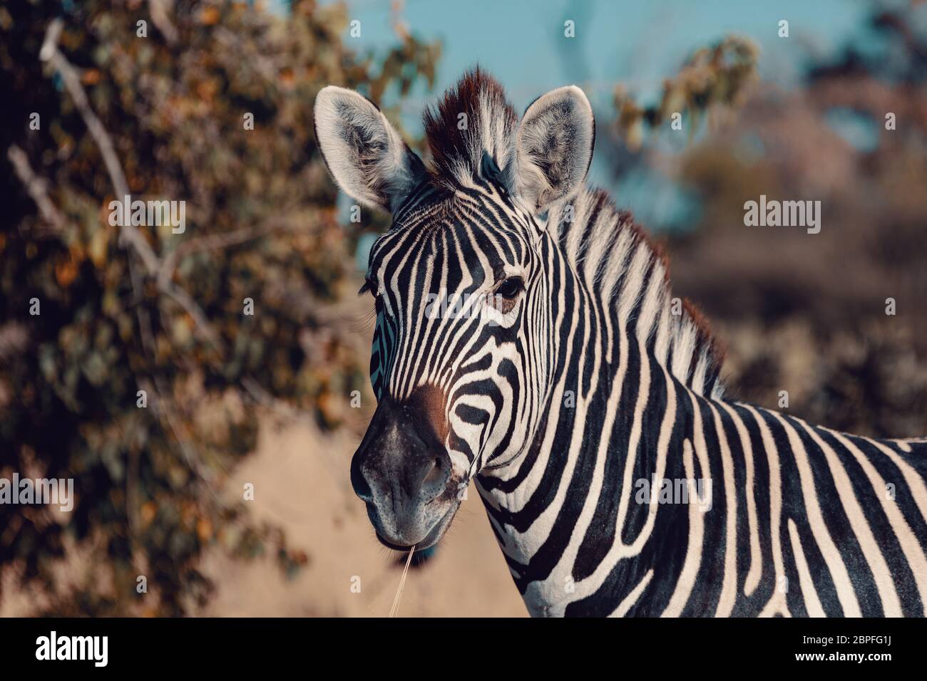 Niedliche zebra Fohlen im natürlichen Lebensraum Moremi Game Reserve, grünen Sumpf nach der Regenzeit. Botswana Afrika Wildlife Safari Stockfoto