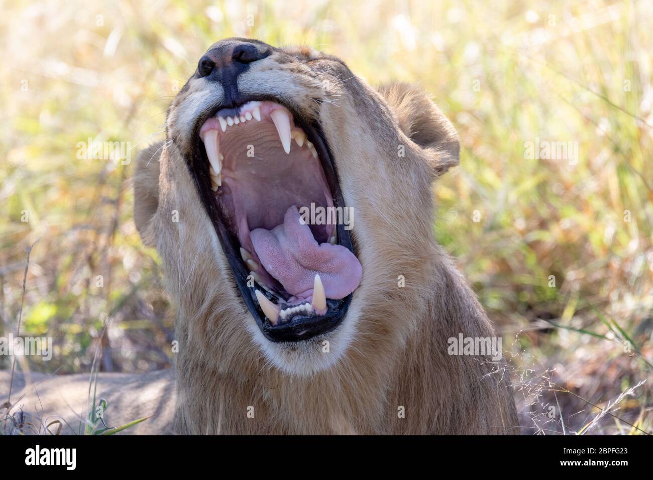Junger Löwe (Panthera leo) ohne eine Mähne, Zähne und Brüllen im natürlichen Lebensraum Savuti Game Reserve. Botswana Afrika Safari Wildlife Stockfoto