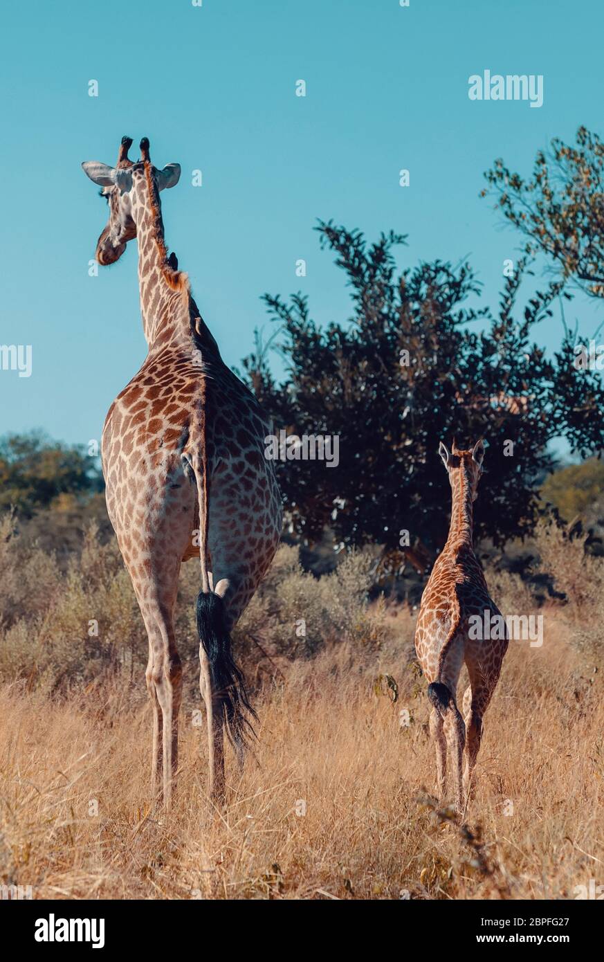 Beautiful South African Giraffe mit Kalb natürlichen Lebensraum afrikanischen Busch, Moremi Game Reserve, Botswana Afrika Safari Wildlife Stockfoto