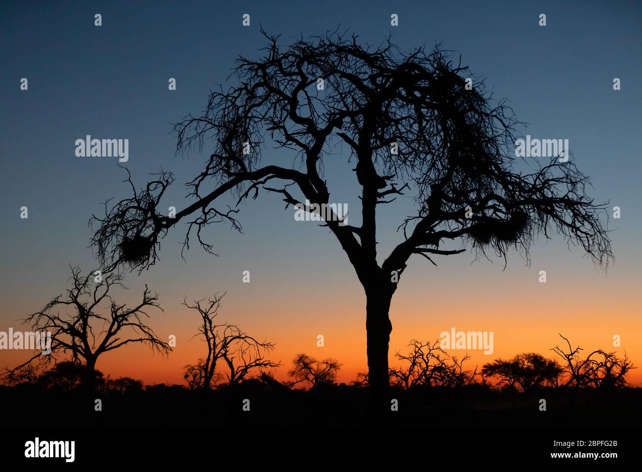 Sonnenuntergang mit Baum vor, Moremi Game Reserve, Okavango Delta, Afrika Wüste Stockfoto