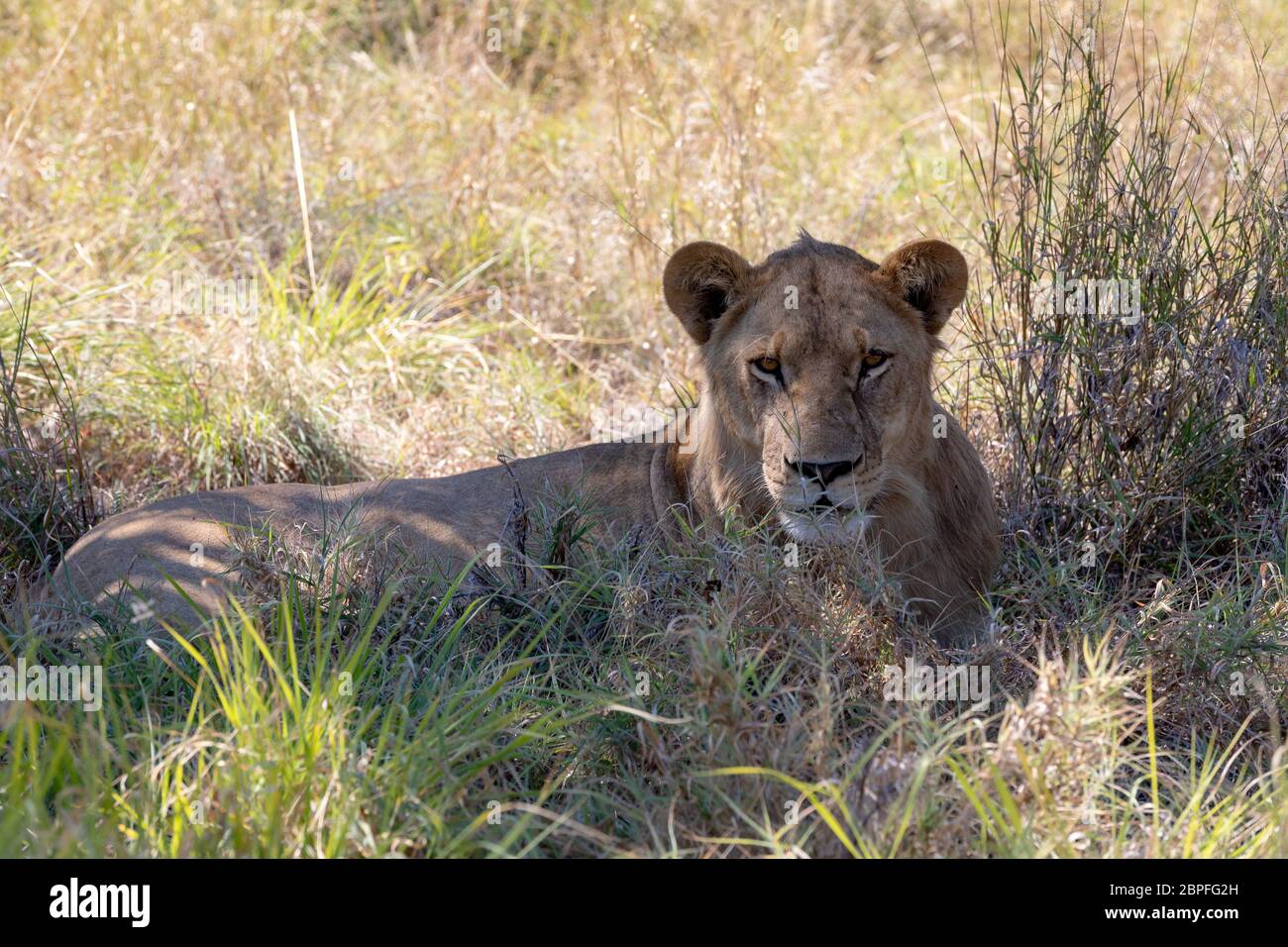 Junger Löwe (Panthera leo) ohne eine Mähne im natürlichen Lebensraum Savuti Game Reserve. Botswana Afrika Safari Wildlife Stockfoto