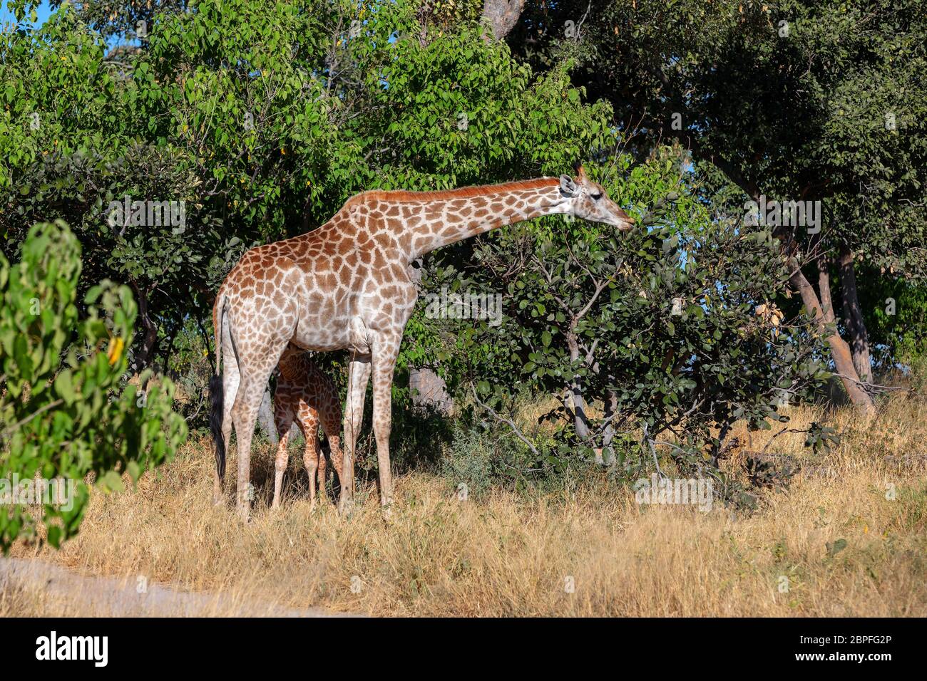 Beautiful South African Giraffe, Fohlen Kalb Baby trinken Milch von der Mutter im natürlichen Lebensraum afrikanischen Busch, Moremi Game Reserve, Botswana Afrika Safari Stockfoto
