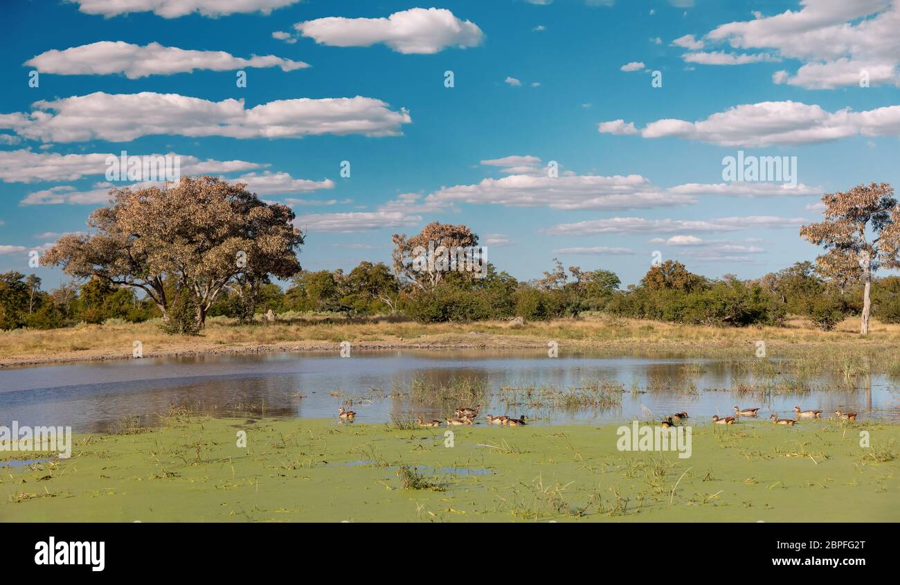 Wunderschöne grüne Landschaft im Moremi Game Reserve nach der Regenzeit, im Teich schwimmen Vogel Nilgans, Okavango Delta, Botswana, Afrika wilde Stockfoto