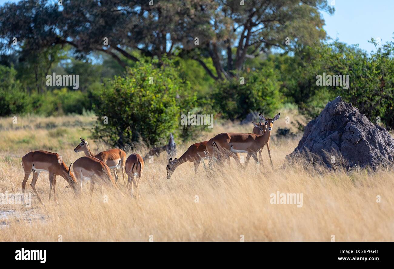 Herde von Impala Antilope im natürlichen Lebensraum, Moremi Game Reserve, Botswana Afrika wildlife Stockfoto