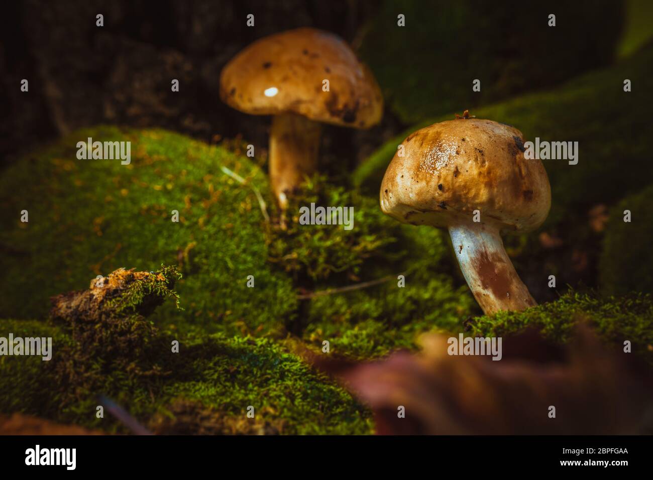 Dunkle Pilze auf grünen Moos mit einem nassen Hut. Stockfoto