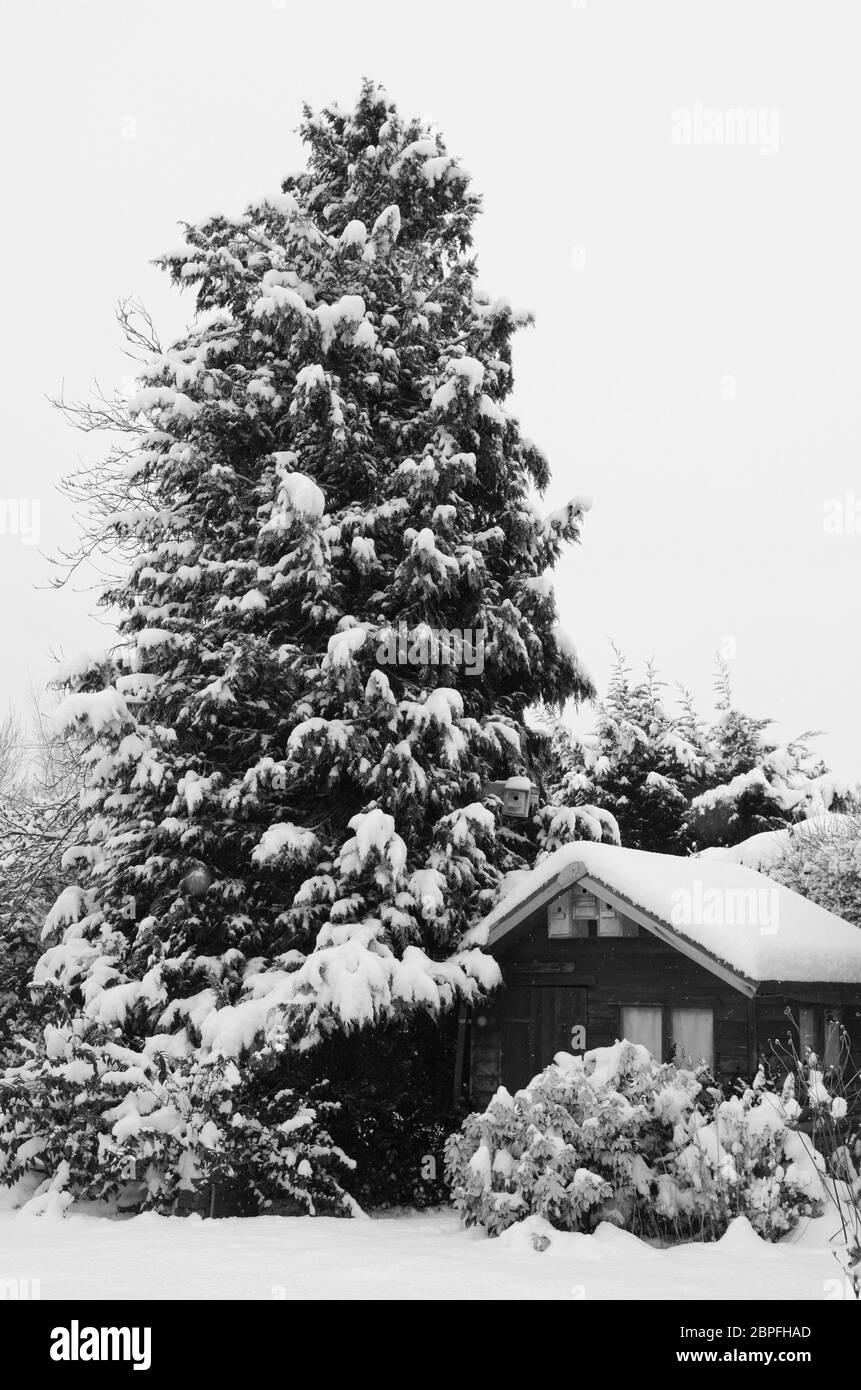 Ruhige verschneite Szene einer Holzhütte mit Schnee bedeckt, gegen ein hohes Nadelbaumbaum eingebettet - monochrom Verarbeitung Stockfoto