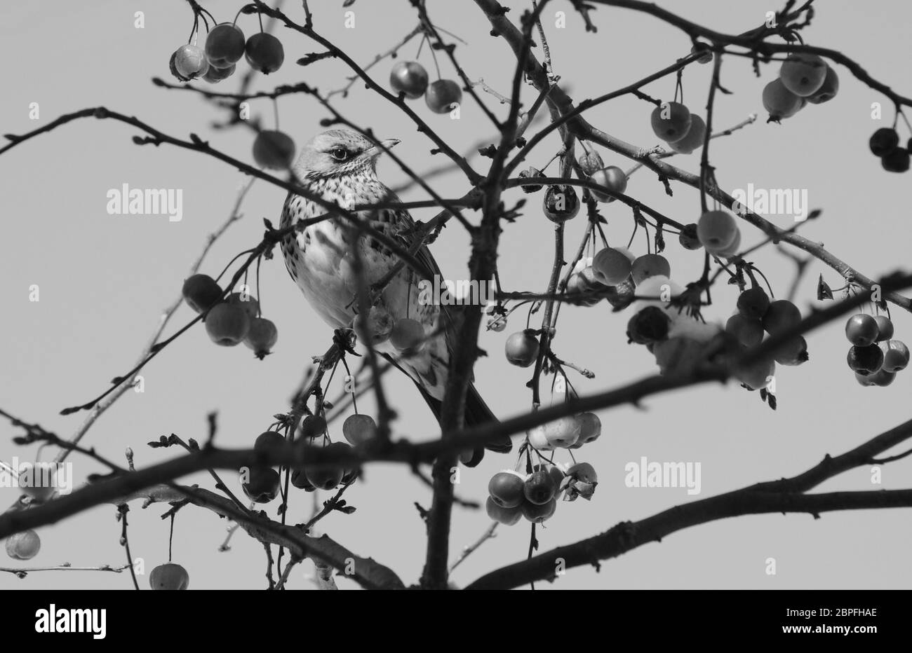 Wacholderdrossel sitzt unter den Ästen eines Crab Apple Tree, mit schneebedeckten Obst. Die vogelschutzrichtlinie Herde aus die Felder, die Gärten bei ungünstigen Winter wea Stockfoto