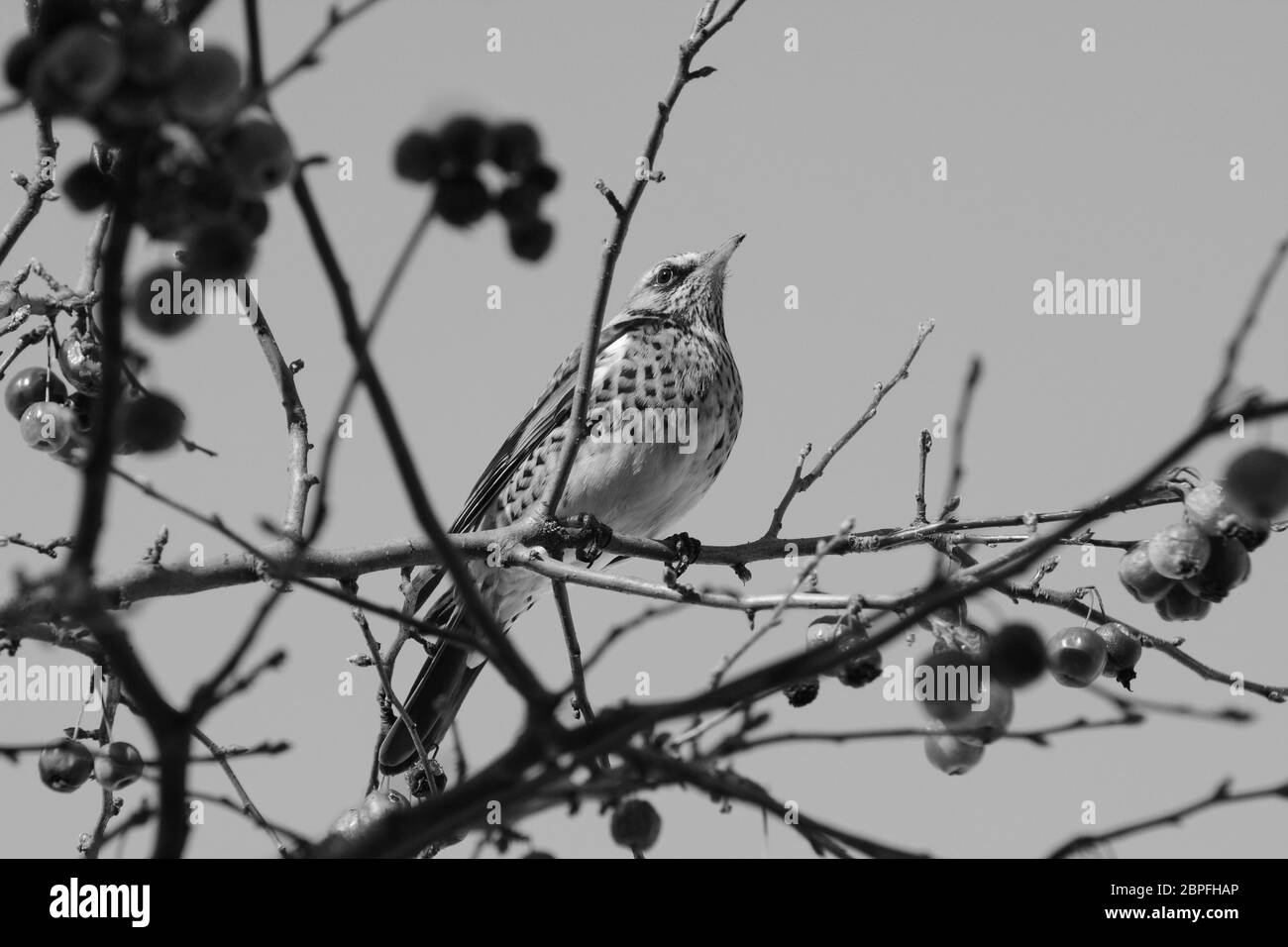 Nach wacholderdrossel Sitzstangen auf Zweig der crabapple Tree in hellem Sonnenlicht. In der Regel auf landwirtschaftlichen Nutzflächen gesehen, die Vögel kommen zu heimischen Gärten auf der Suche nach Essen Stockfoto