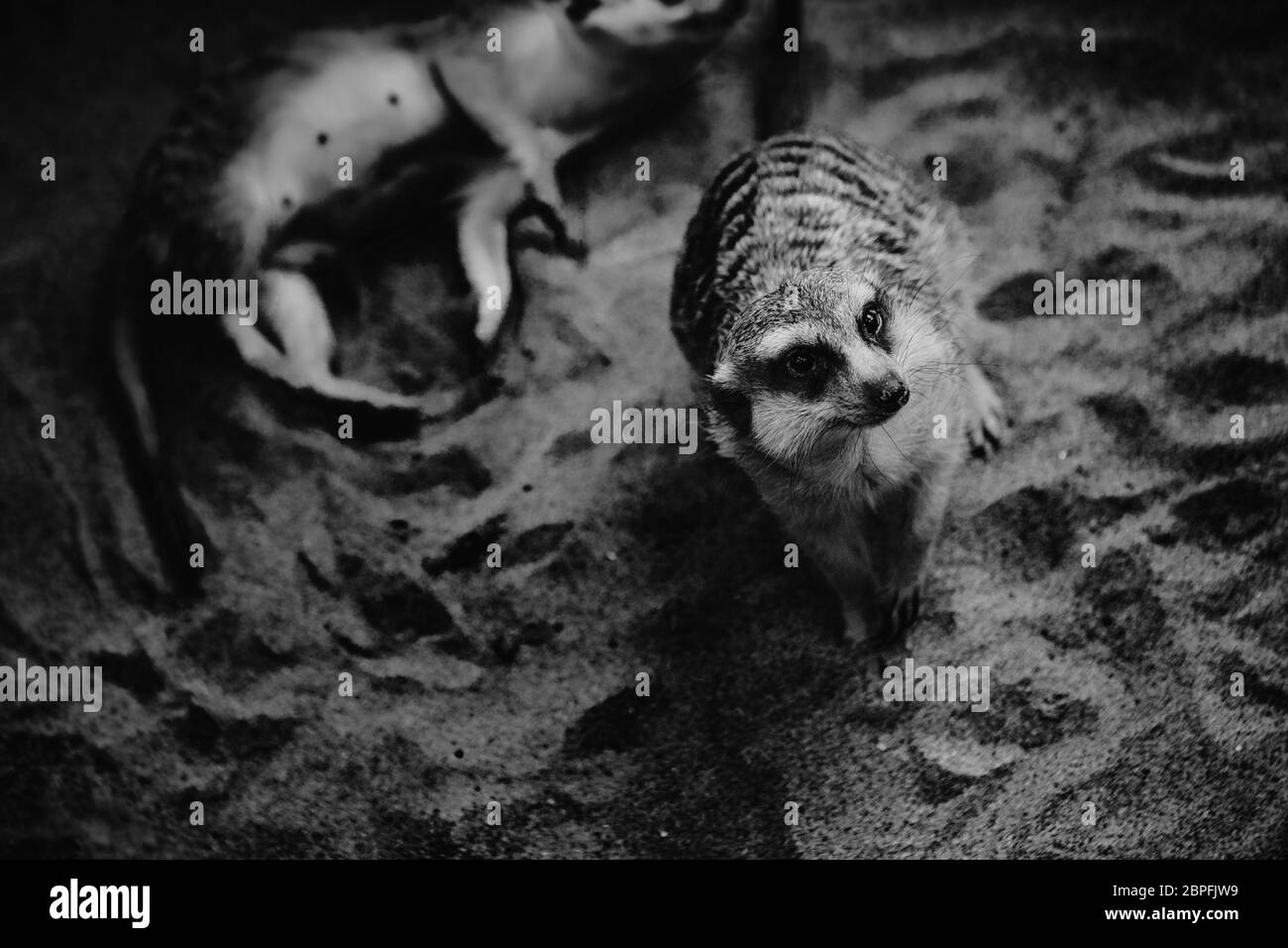 Viele Erdmännchen gespielt werden und liegen auf dem Sand. Stockfoto