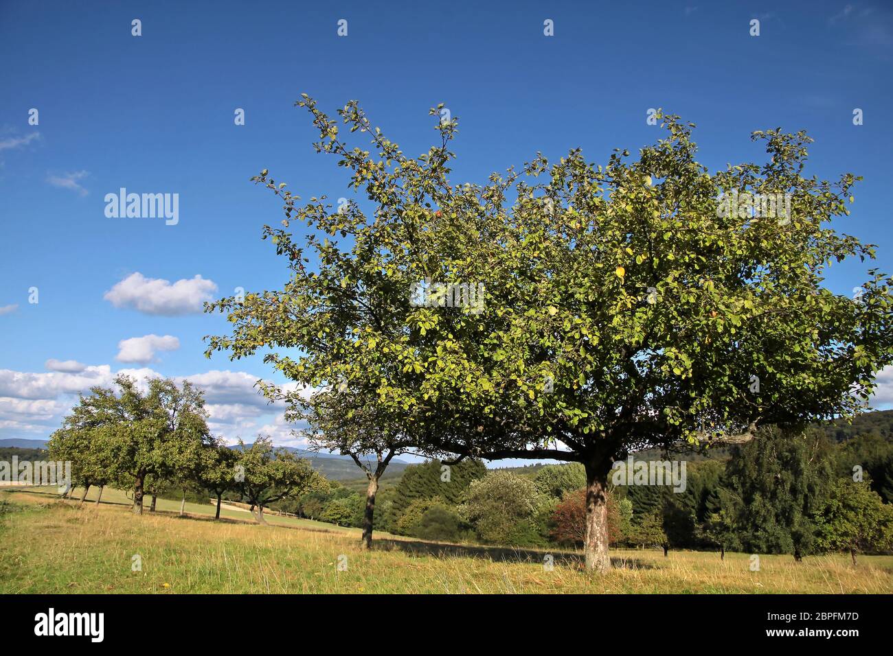 Alten Obstbaum im Obstgarten in der Sommerzeit in Deutschland Stockfoto