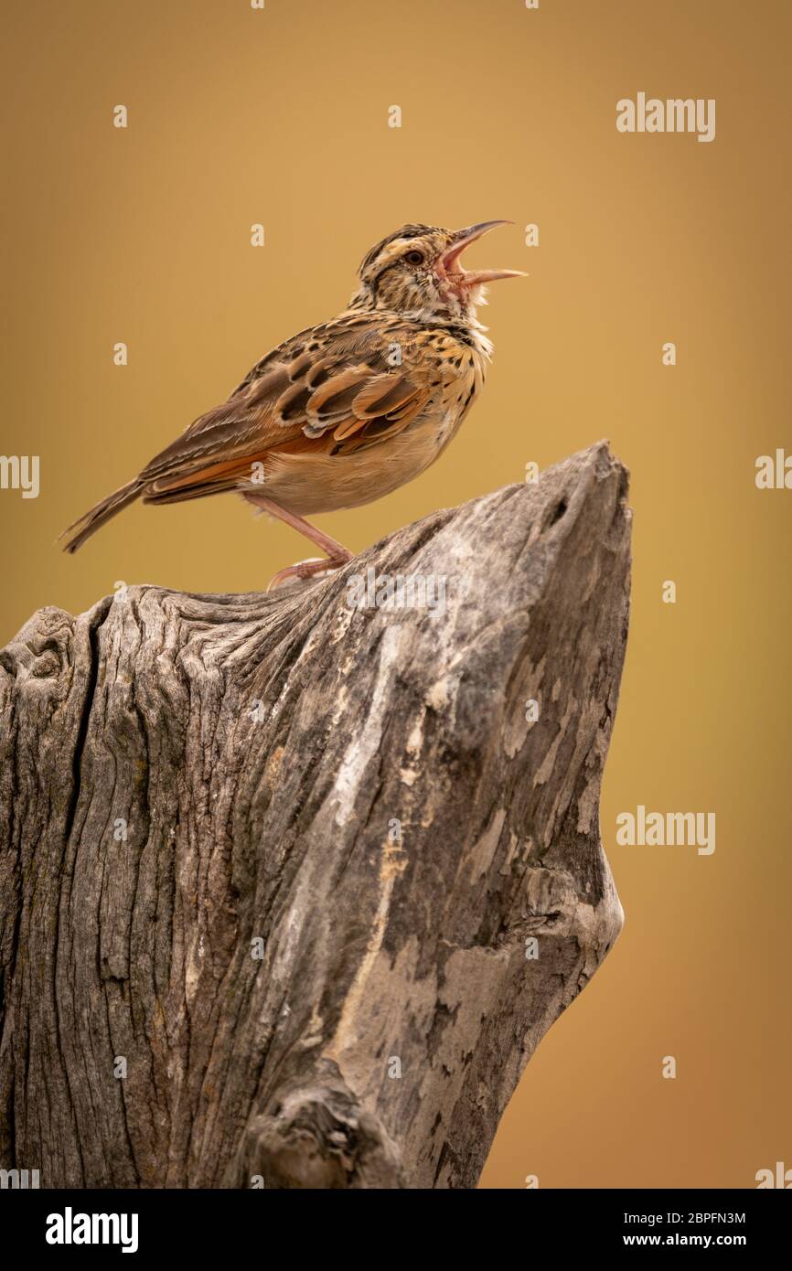 Zitting cisticola Aufruf auf toten Baumstumpf Stockfoto