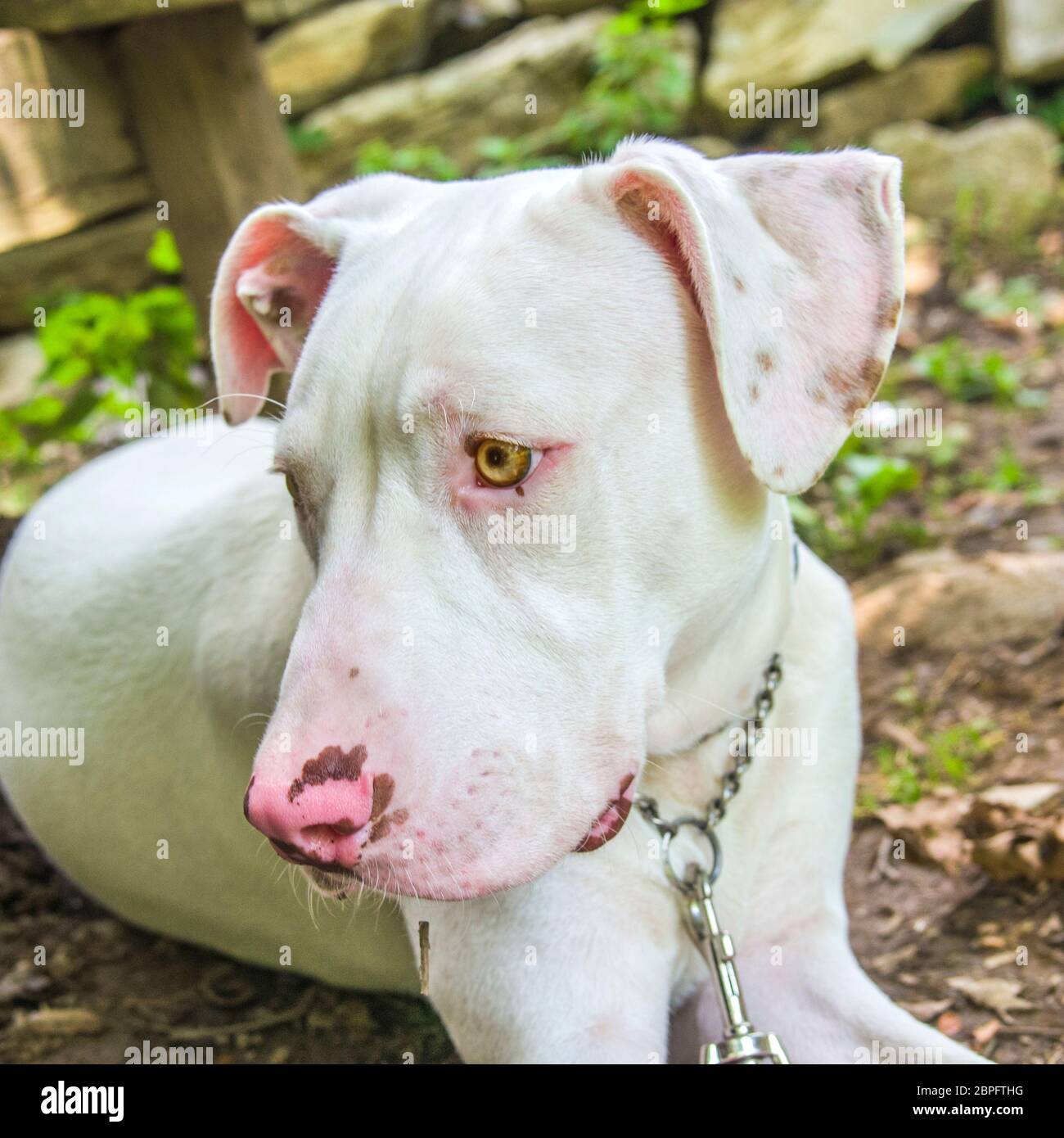 Wunderschöner und süßer weißer Hund mit gelben Augen und rosa Nase im Grünen mit rotem Kragen Stockfoto