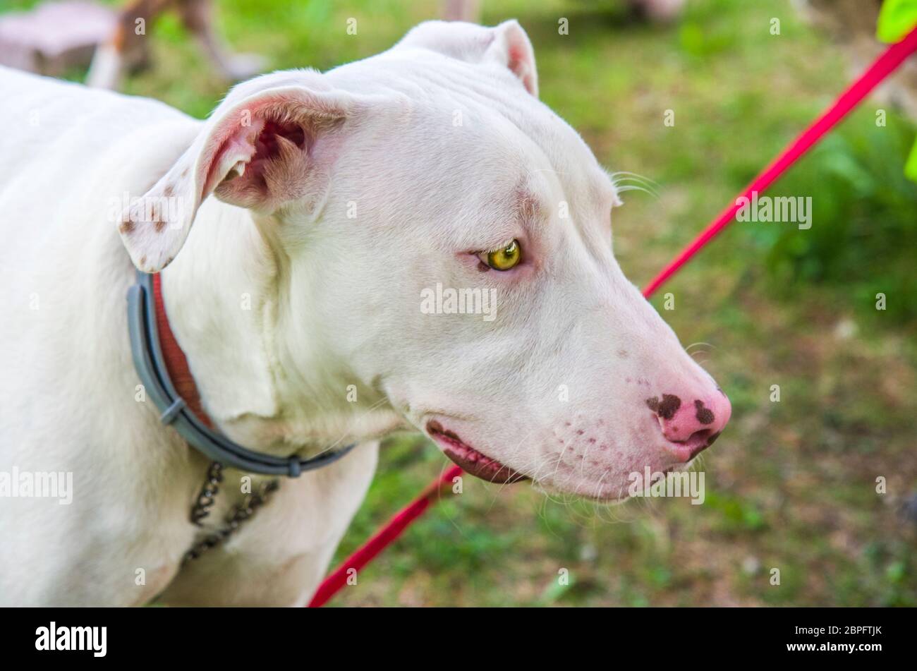 Wunderschöner und süßer weißer Hund mit gelben Augen und rosa Nase im Grünen mit rotem Kragen Stockfoto