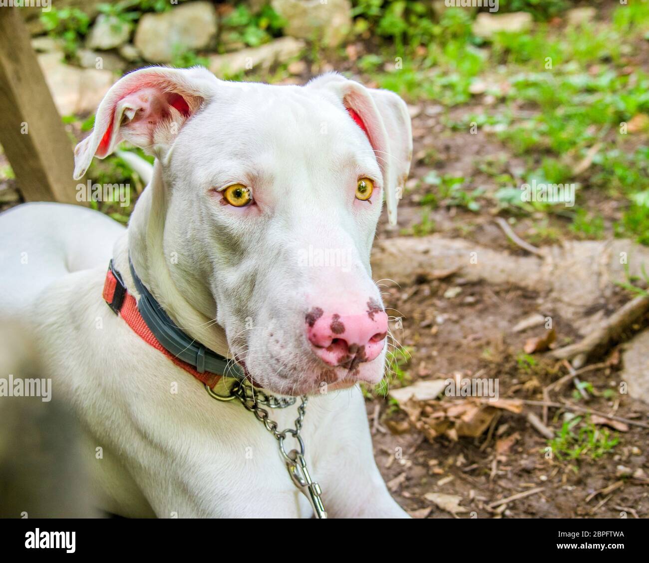 Wunderschöner und süßer weißer Hund mit gelben Augen und rosa Nase im Grünen mit rotem Kragen Stockfoto