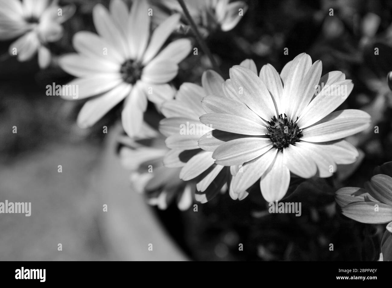 African Daisy Blumen blühen in einem Blumentopf - monochrom Verarbeitung Stockfoto