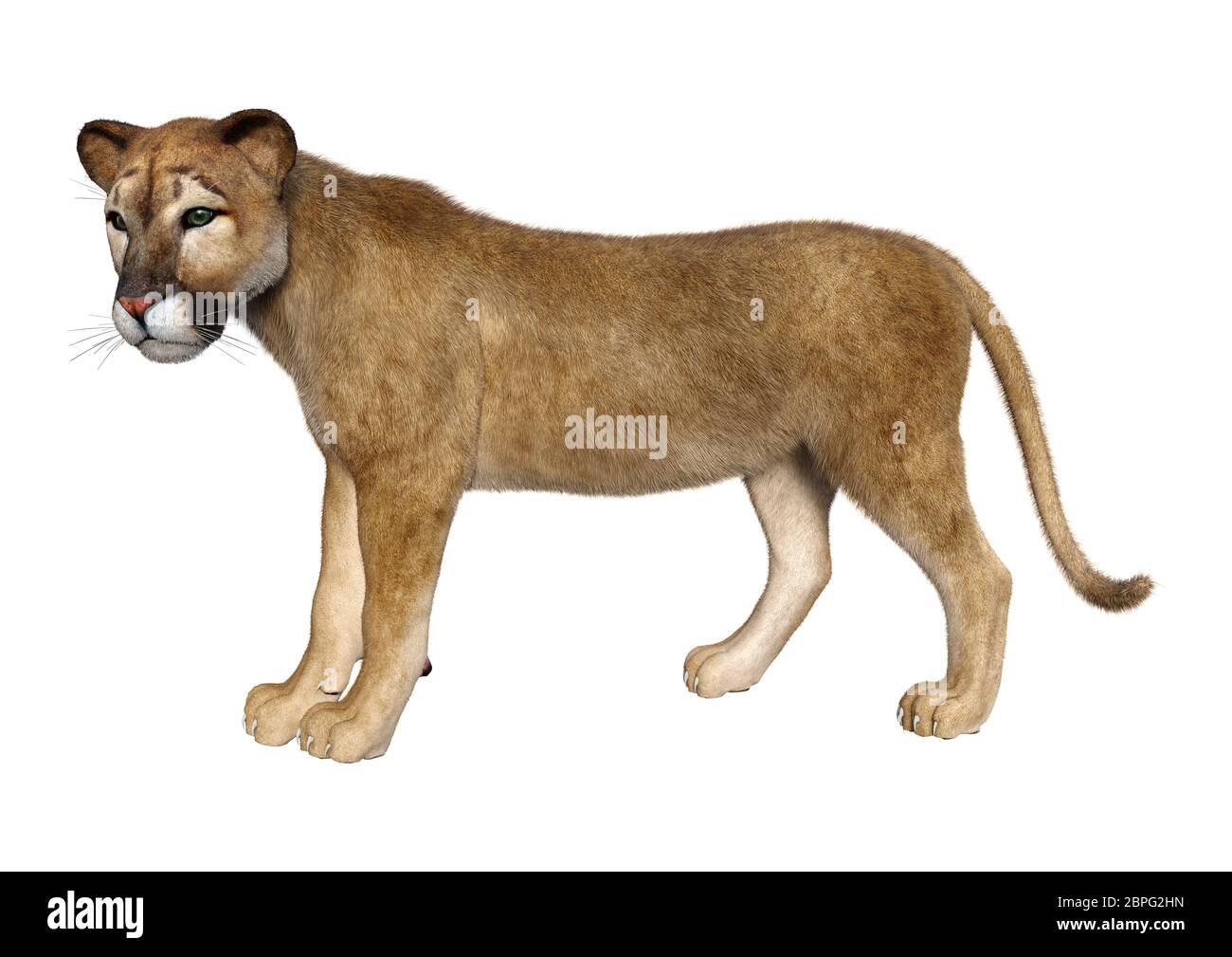 3D-Rendering einer Großkatze PUMA isoliert auf weißem Hintergrund ...