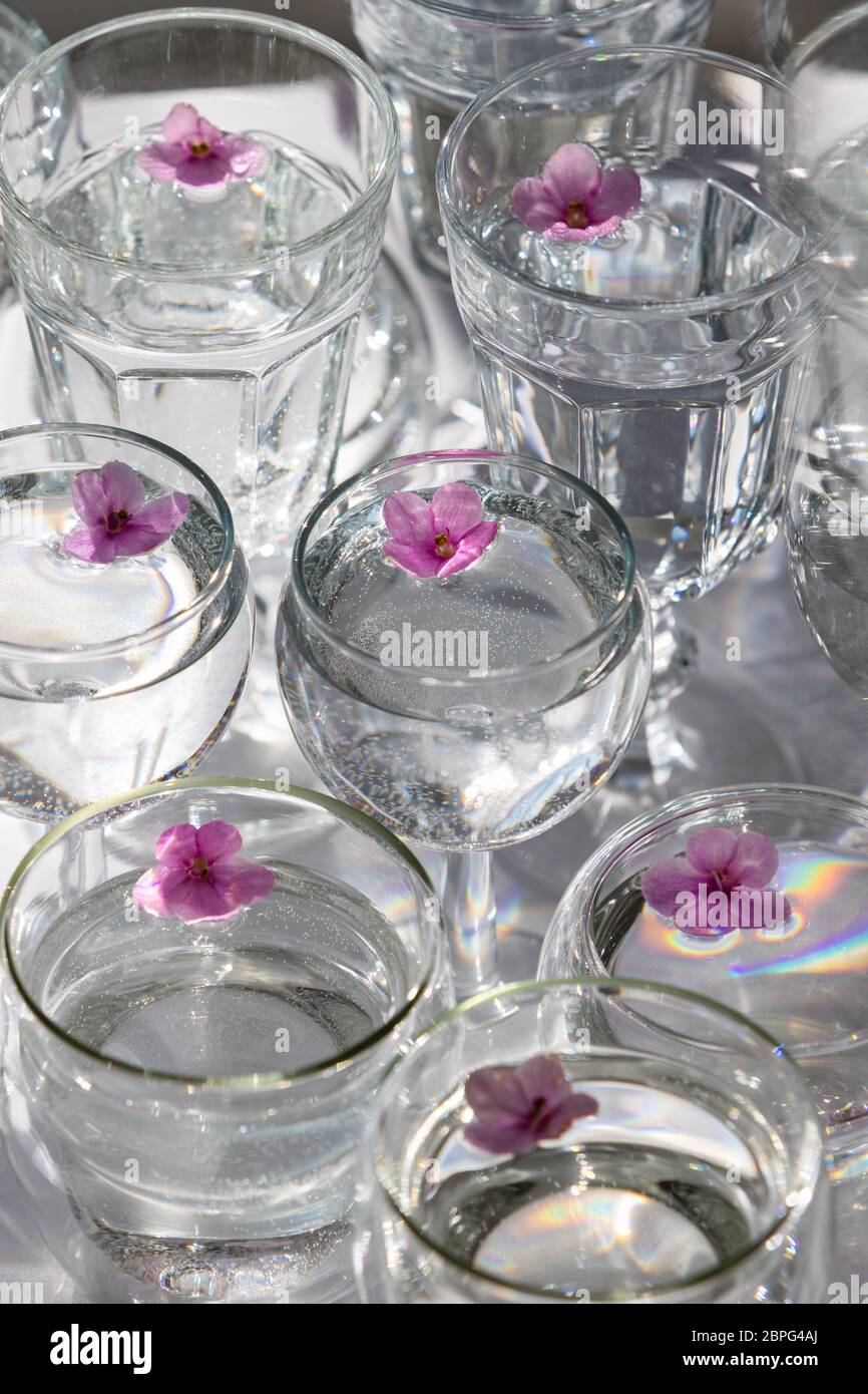 Draufsicht von transparenten Gläsern und Weingläser mit Wasser und lila kleinen Blüten im Inneren, selektiver Fokus. Sonnenlicht. Stockfoto