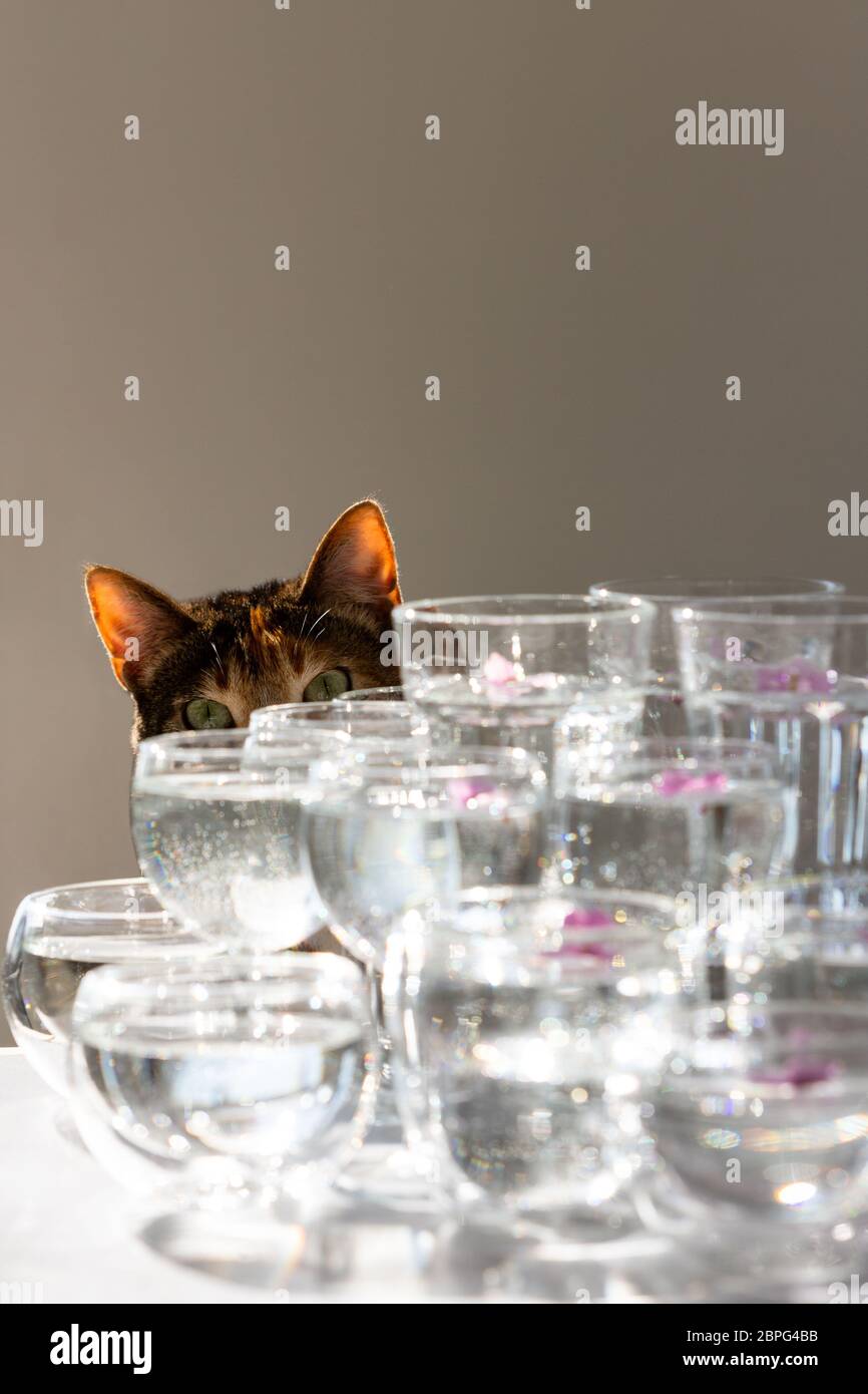 Die Katze schaut hinter Gläser Wasser und schaut mit Interesse die Arbeit des Fotografen an. Selektiver Fokus auf Katze. Stockfoto