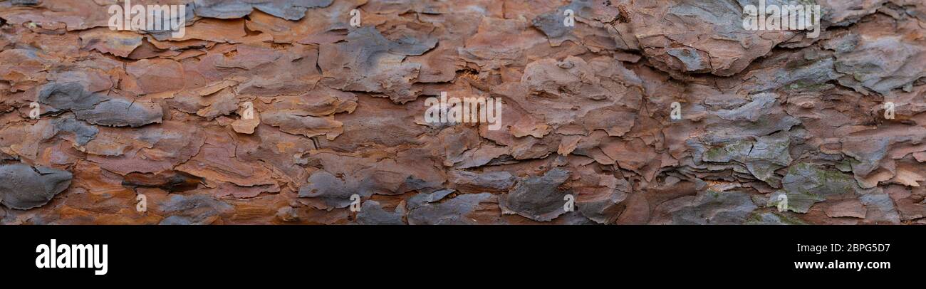 Banner der Rinde eines alten Baumes. Fragment eines Kiefernstammes.Panorama der schuppigen Holzrinde. Stockfoto