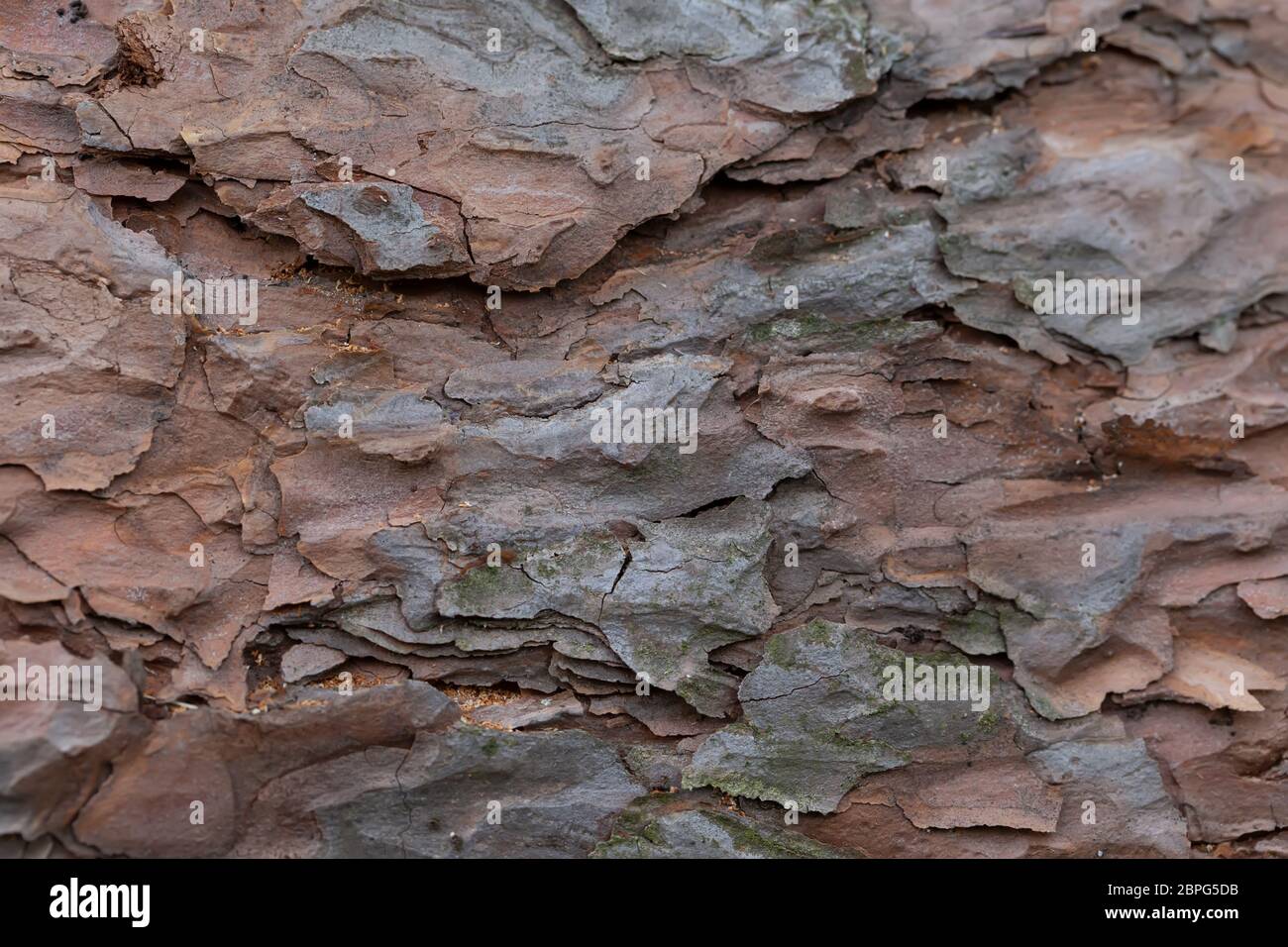 Die Rinde eines alten Baumes. Fragment eines Kiefernstammes. Stockfoto